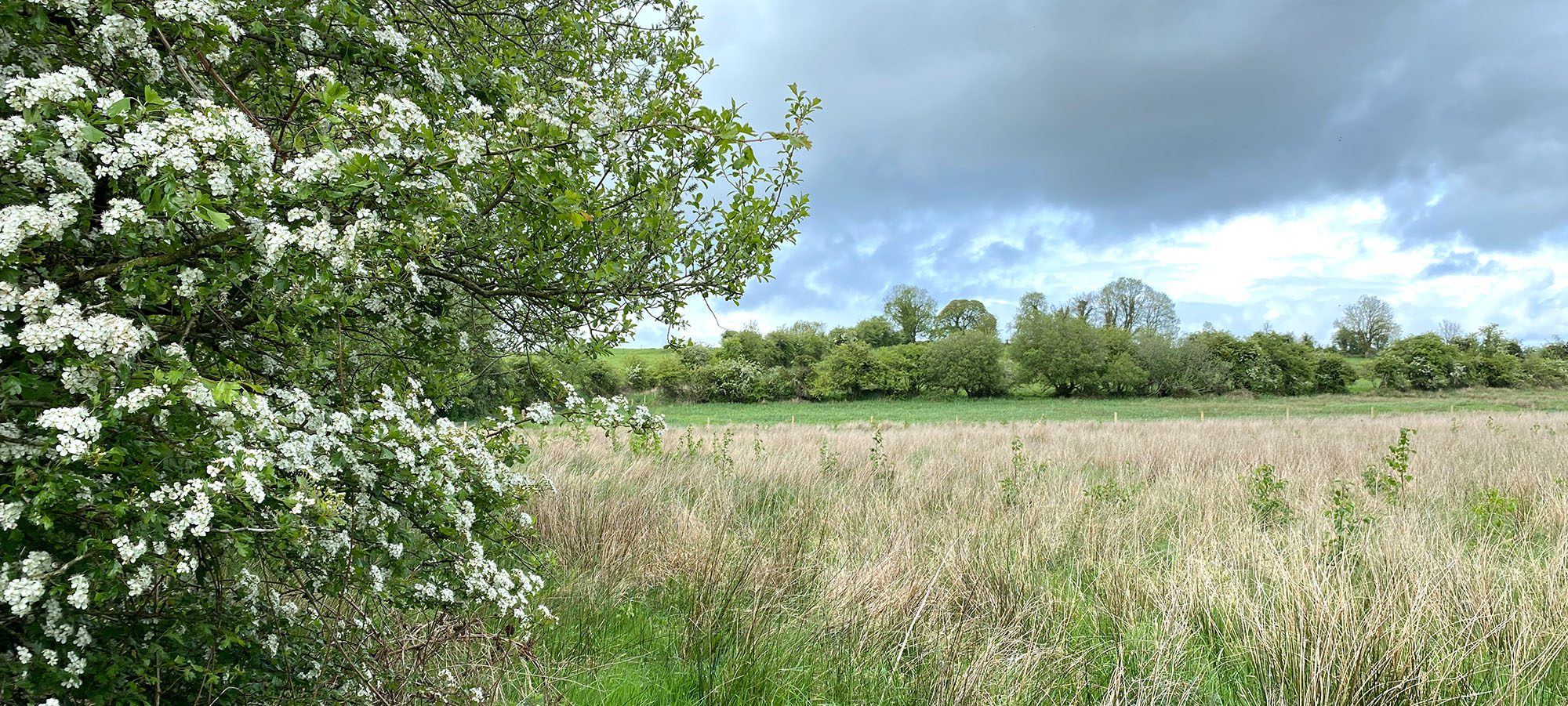 Axa Tree Planting Aughrim 21