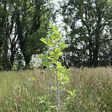 Moylough June 2023 main