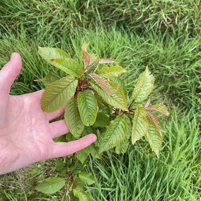 wild cherry killultagh