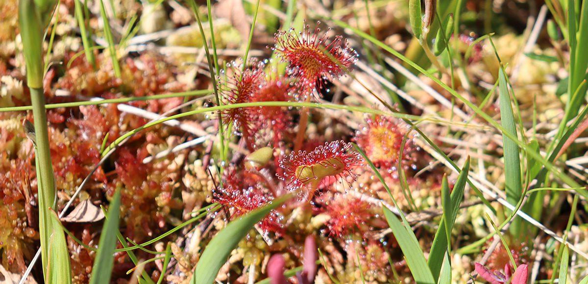 Sundew on peatland